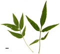 SpeciesSub: subsp. syriaca SpeciesSub: subsp. syriaca